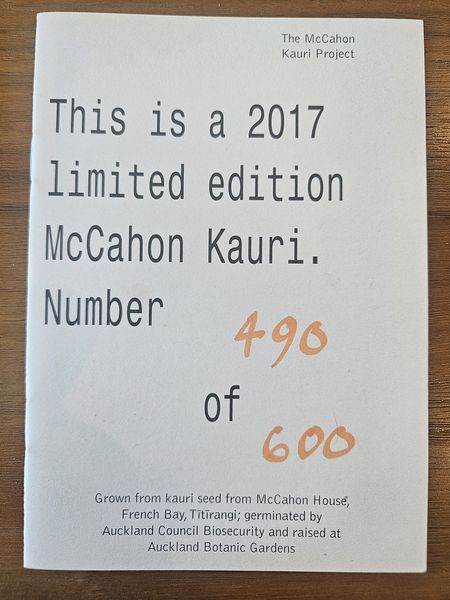 The McCahon House Kauri
