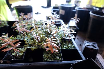 Kauri saplings
