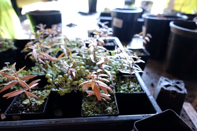 Kauri saplings
